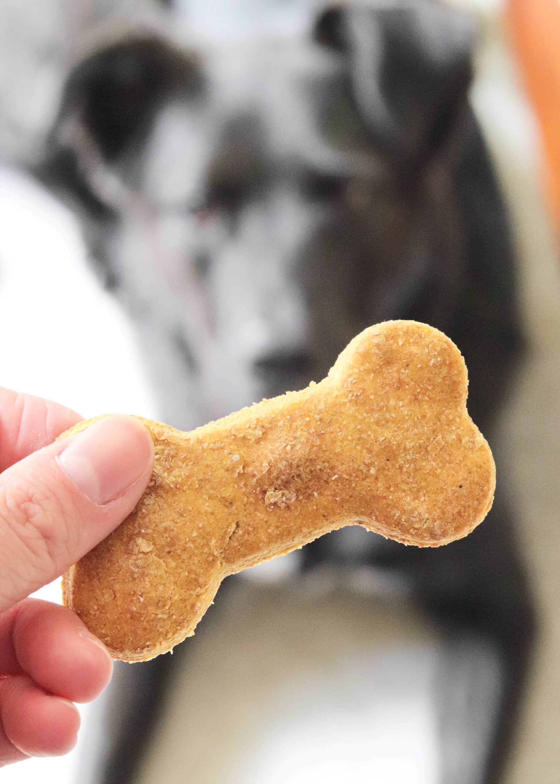 Hand holding a homemade dog treat with puppy in background