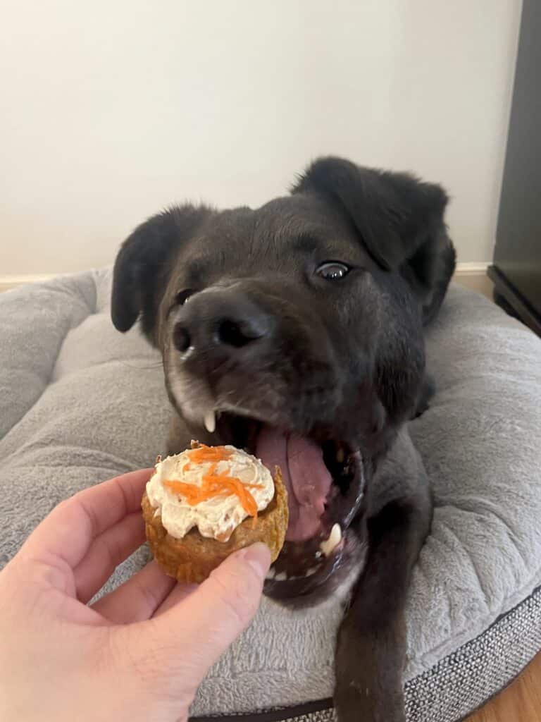black dog eating carrot cake pupcake