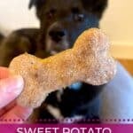 A homemade sweet potato dog treat being held in front of a black dog.